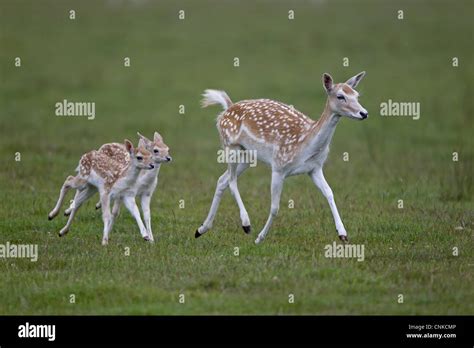 Fallow Deer (Dama dama) doe with two fawns, running, Helmingham Hall ...