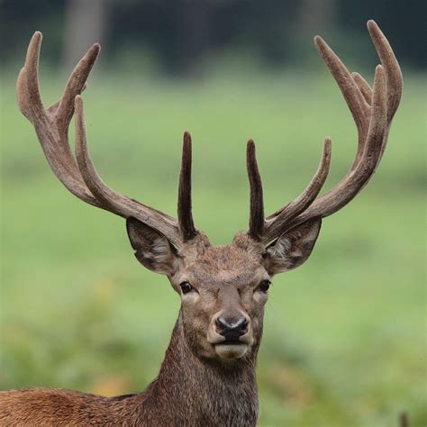 Portrait of young Red Deer stag with velvet antlers | Flickr