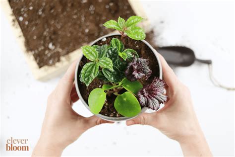 DIY Mini Indoor Garden - Container gardening