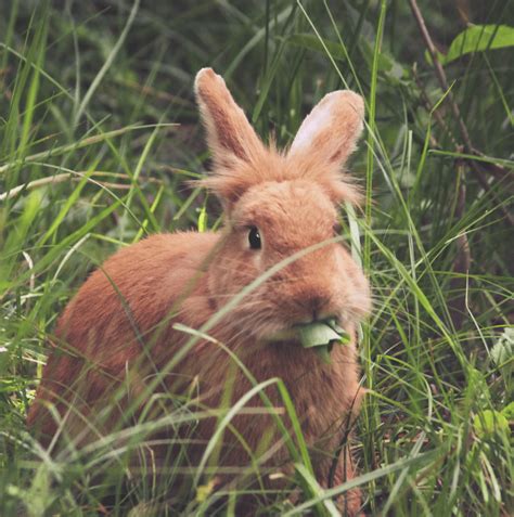 Mini Rex Rabbit - Complete Breed Guide & Facts