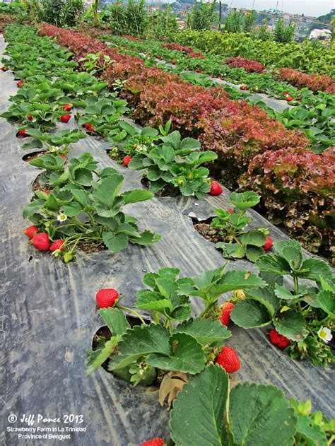 Bisayang Manlalakbay around the Philippines: Strawberry Farm at La ...