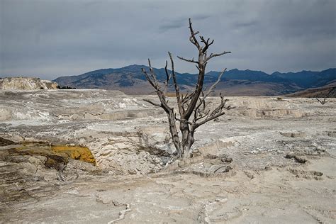 Mammoth Hot Springs | One of the starker areas of the consta… | Flickr