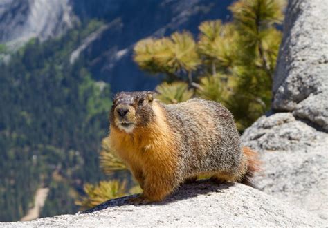 Yellow-bellied marmots stop aging in hibernation | The Optimist Daily