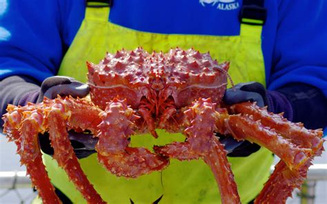 Phillip Riggins' Photography: Alaskan King Crab