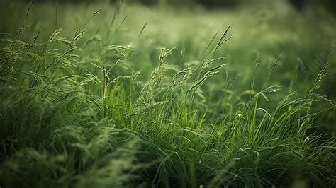 Lush Grass Flowers Powerpoint Background For Free Download - Slidesdocs