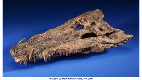 RARE FOSSIL CROCODILE SKULL. Borealosuchus sp.. Late Cretaceous. | Lot ...