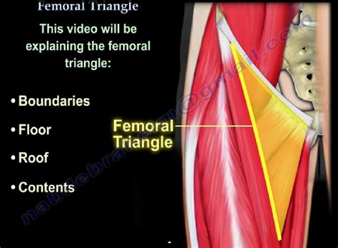 Anatomy of the #Femoral Triangle — OrthopaedicPrinciples.com