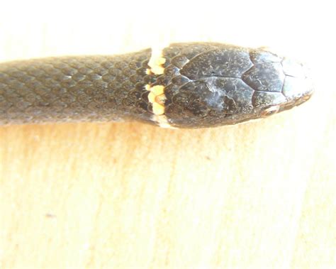 kingsnake.com photo gallery > Small Terrestrial Snakes > Ringneck bite