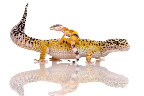 How to Care For a Baby Leopard Gecko (6 Helpful Tips) - Wildlife Informer