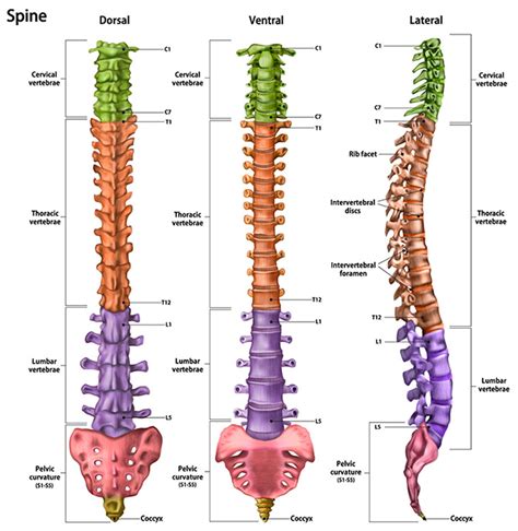 Causes and Treatment of Lower Back Pain | HSS