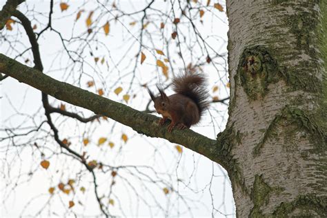 Squirrel, squirrel in the Tree | Why are you looking down at… | Flickr