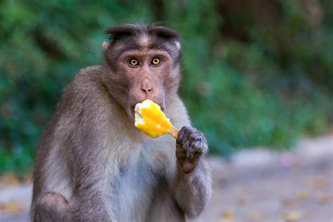 Brown Monkey Eating Yellow Ice Cream · Free Stock Photo