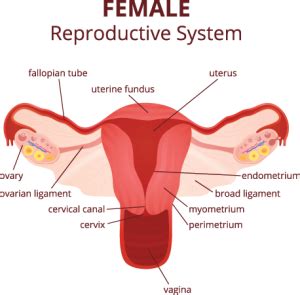 Female Reproduction - Nevada Center for Reproductive Medicine