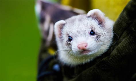 The 10 Cutest Ferrets in the World