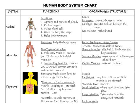 Diagram Of The Human Body Systems And Their Functions Human