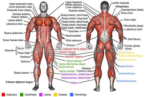 Learn muscle names | Weight Training Guide | Muscle names, Body muscles ...