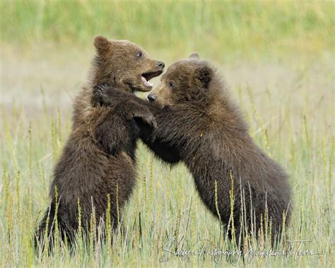 Grizzly Bear Cubs Playing - Nada Tallie