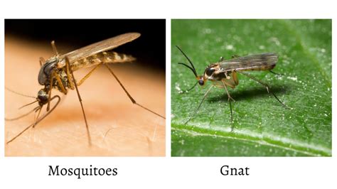 Mosquitoes and Gnats. What’s The Difference?