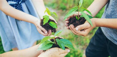 Children Plant Plants Together in Their Hands. Selective Focus Stock ...