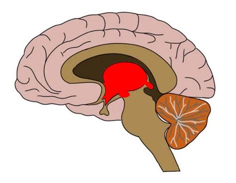 Subthalamus | Facts, Anatomy, Function, Position & Summary