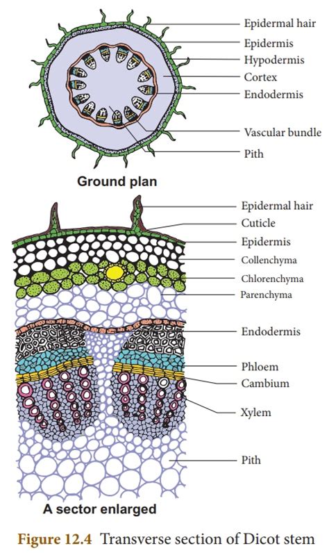 Internal structure of dicot stem - Online Biology Notes