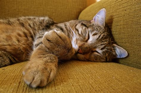 Wallpaper : cat, sleeping, tabby, paws, muzzle 4608x3072 - 4kWallpaper ...