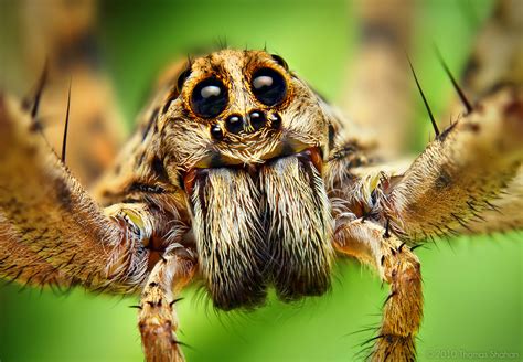 TIL wolf spider faces are almost as cute as jumping spiders. : r/spiders