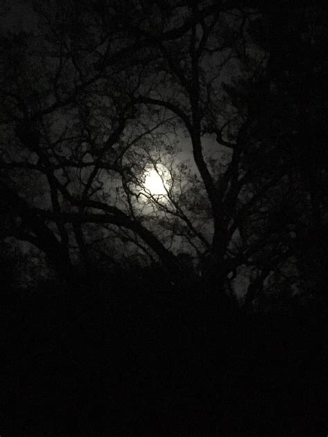 Moonlight through the trees : moon | Moonlight, Tethys, Moon