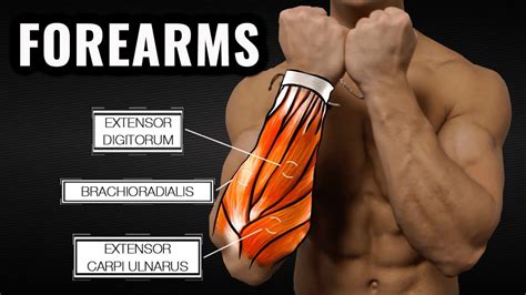 The Best Science-Based Forearm Workout for Size and Strength - YouTube