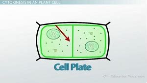 Cell Plate: Definition & Formation - Video & Lesson Transcript | Study.com