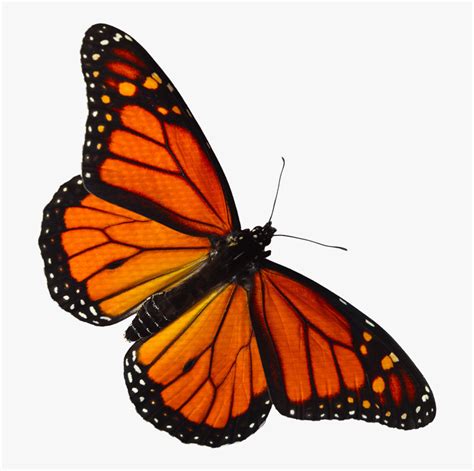 Transparent Butterfly Clipart Png - Monarch Butterfly Png Transparent ...