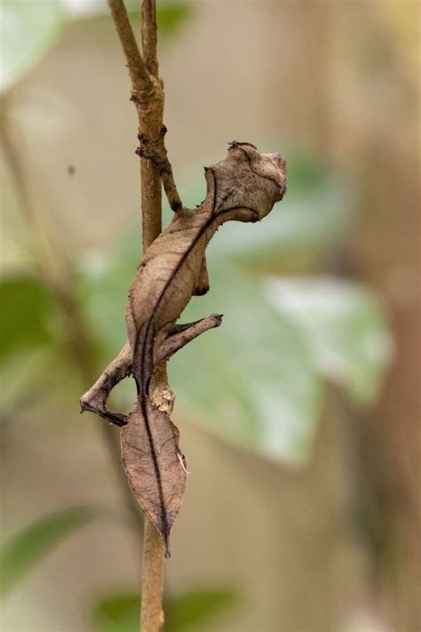 Leaf Tail Gecko – ktuli photography