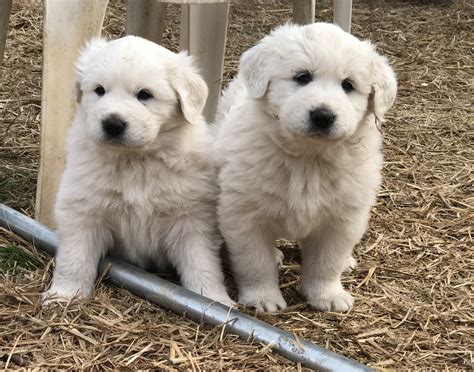 Great Pyrenees Puppies For Sale | Holly Springs, NC #291723