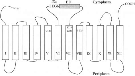 Secondary-structure model of lac permease. The permease is composed of ...