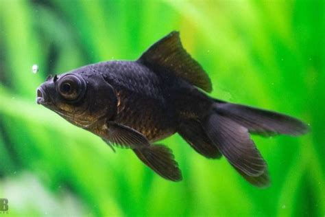 Black Moor Goldfish Care Guide: Diet, Breeding, Diseases