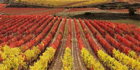 La Rioja Region Guide • Great Spanish Wines