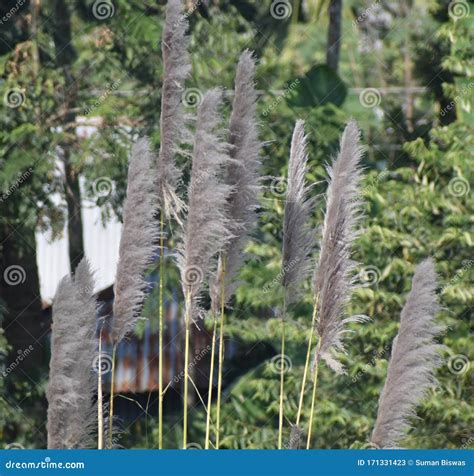 Natural View of Kash Phool or Saccharum Spontaneum Plants. Stock Image ...