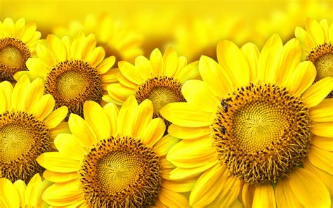 🔥 [70+] Sunflower Background | WallpaperSafari