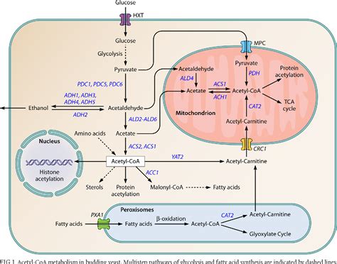 Figure 1 from Protein acetylation and acetyl coenzyme a metabolism in ...