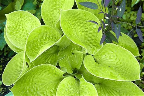 Hostas: Sun Tolerant and Slug Resistant - Florissa | Flowers & More