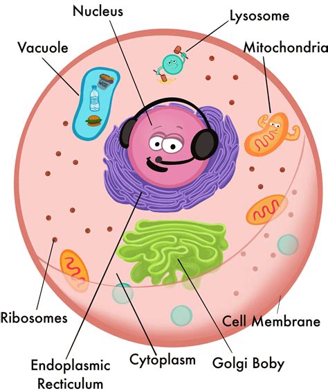 Ribosomes In An Animal Cell