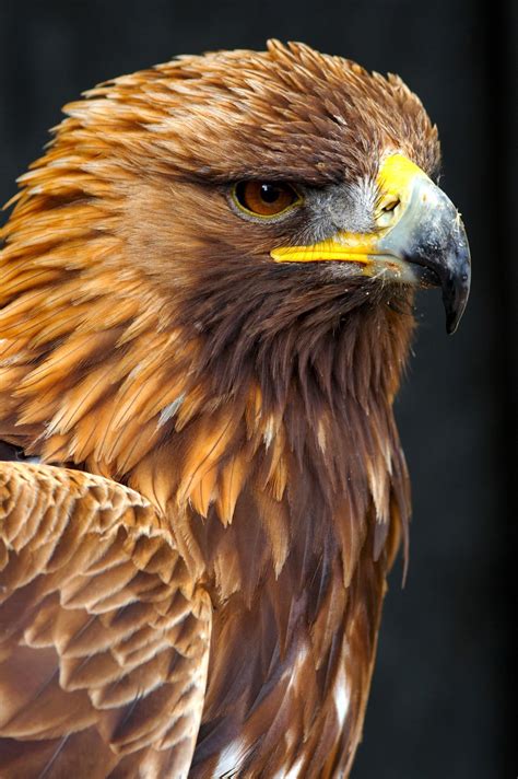 Golden Eagle Hd Wallpaper