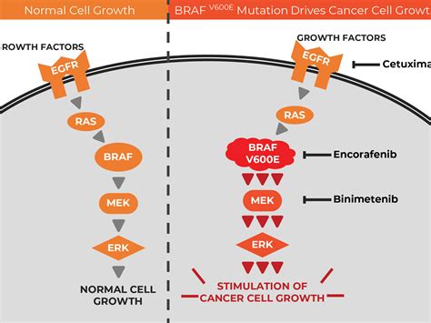 Targeted Drug Trio for Colorectal Cancer with BRAF Mutations - NCI