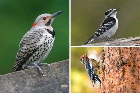 10 Birds That Eat Ants (with Photos) - Bird Feeder Hub