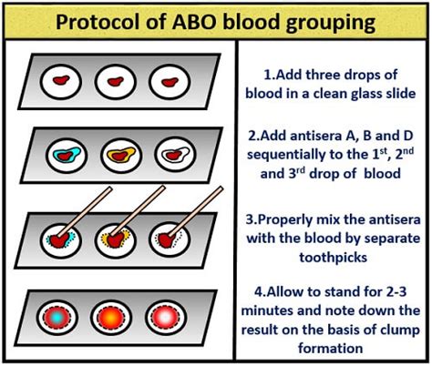 ABO Blood Group System - Principle, History & Method - Biology Reader