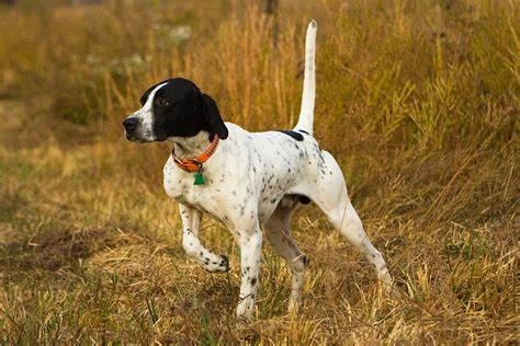 12 Best Hunting Dog Breeds | Man of Many