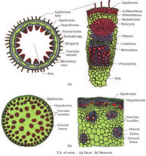 CLASS 11th CHAPTER -6 Anatomy of Flowering Plants |Biology | NCERT ...