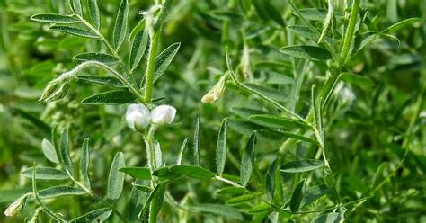 Medicinal Plants: Lens culinaris, Common Lentil, Masurdal