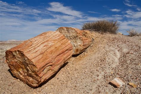 Visit the Amazing Fossils of Petrified Forest