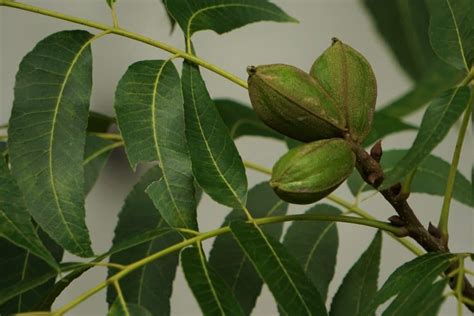 What Does a Pecan Tree Look Like? » Top Facts